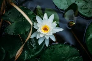 white lily on water