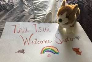 A photo of a stuffed corgi on a sign that says Tsui Tsui, Welcome Sister