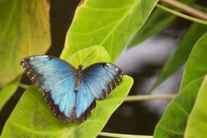 Photograph of a butterfly with blue wings on a green leaf