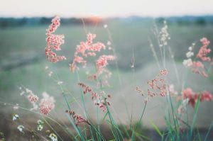 Photograph of Pink Flowering Grass