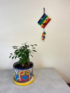 Photograph of a ginseng plan in a colorful pot with a rainbow colored kite made out of popsicle sticks and with googly eyes and a felt mouth behind it on a wall