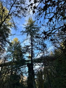 Photograph from the bottom of a canyon looking up with a tall tree in the center
