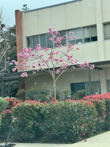 Photo of a blossoming tree outside the two story education building (ED2) on the CSULB campus