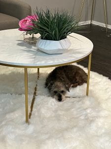 Dog lying on a fuzzy rug underneath a round table with staged plants