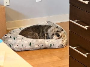 Picture of a dog sleeping on a dog bed