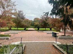 A picture of trees lining a walkway on the University of Washington campus in the fall 